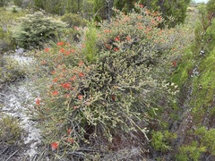 Melaleuca pulcherrima