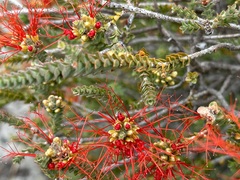 Melaleuca pulcherrima