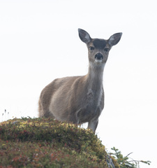 Odocoileus hemionus sitkensis