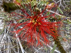 Melaleuca pulcherrima