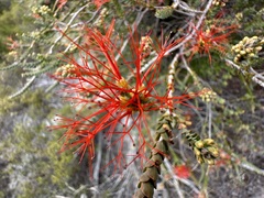 Melaleuca pulcherrima