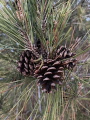 Pinus thunbergii