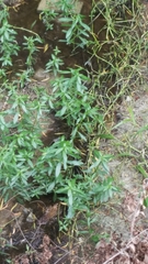 Hygrophila lacustris