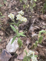 Pseudognaphalium chartaceum