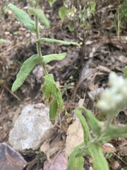 Pseudognaphalium chartaceum