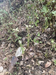 Pseudognaphalium chartaceum