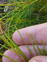 Acacia quadrilateralis