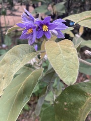 Solanum lanceolatum