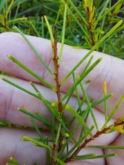 Acacia quadrilateralis