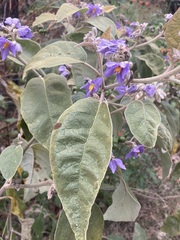 Solanum lanceolatum
