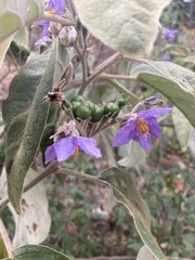 Solanum lanceolatum