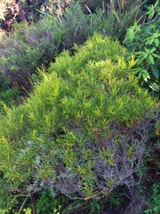 Acacia quadrilateralis