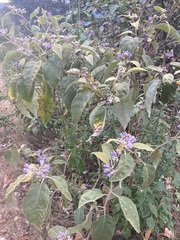 Solanum lanceolatum