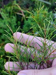 Acacia quadrilateralis