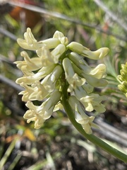 Astragalus pomonensis