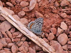 Euphilotes ancilla