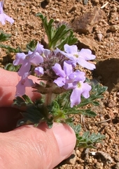 Glandularia gooddingii