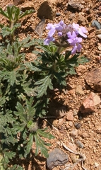 Glandularia gooddingii