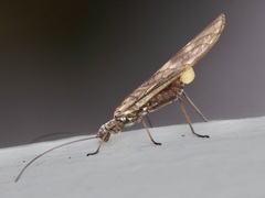 Taeniopteryx