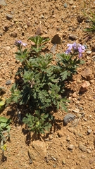 Glandularia gooddingii