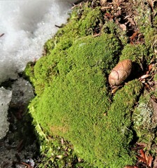 Dicranum montanum