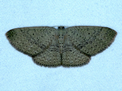 Poecilasthena anthodes