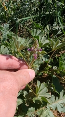 Lupinus arizonicus