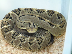 Crotalus culminatus