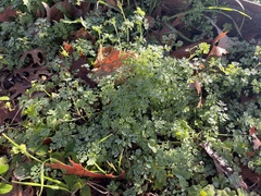 Corydalis