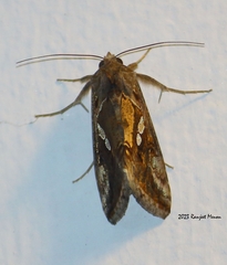 Chrysodeixis eriosoma