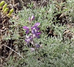 Lupinus arboreus
