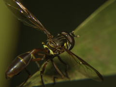 Salpingogaster