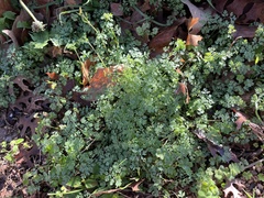Corydalis