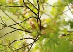 Acrocephalus scirpaceus