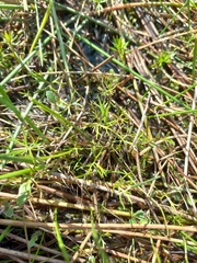 Ranunculus inundatus