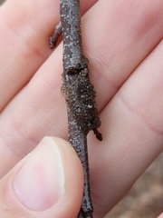 Malacosoma americana