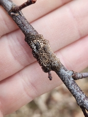 Malacosoma americana