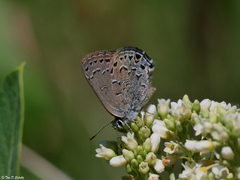 Satyrium behrii