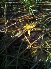 Ranunculus inundatus