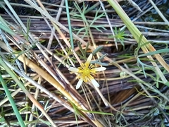 Ranunculus inundatus
