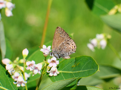Satyrium behrii