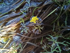 Ranunculus inundatus