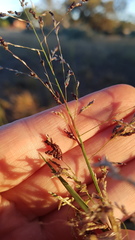Eragrostis infecunda