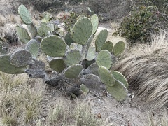 Opuntia tunoidea