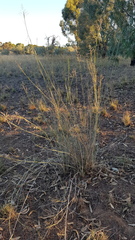 Eragrostis infecunda