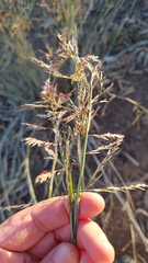 Eragrostis infecunda