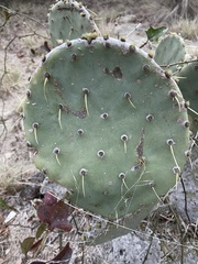 Opuntia tunoidea