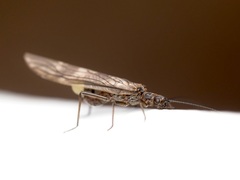 Taeniopteryx