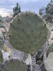 Opuntia tunoidea