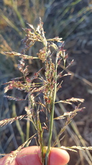Eragrostis infecunda